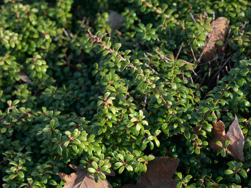 Vaccinium moupinense