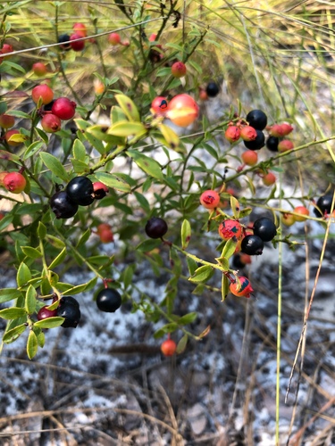 Vaccinium myrsinites (Florida Evergreen Blueberry) — photo