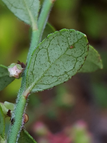 Vaccinium myrsinites (Florida Evergreen Blueberry) — photo