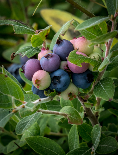 Vaccinium myrtilloides (Velvetleaf Blueberry) — photo