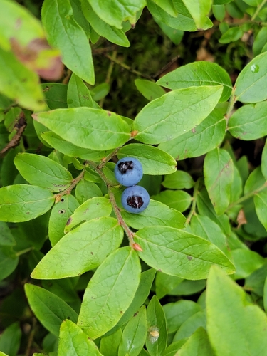 Vaccinium myrtilloides (Velvetleaf Blueberry) — photo