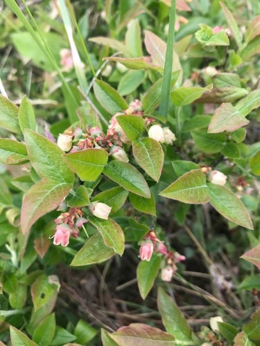 Vaccinium myrtilloides