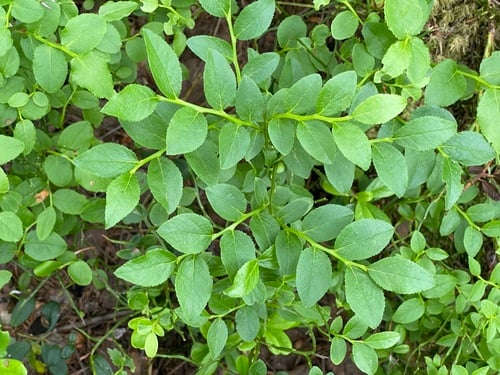 Vaccinium myrtillus (Whortleberry) — photo