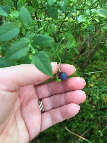 Vaccinium myrtillus (Whortleberry) — photo