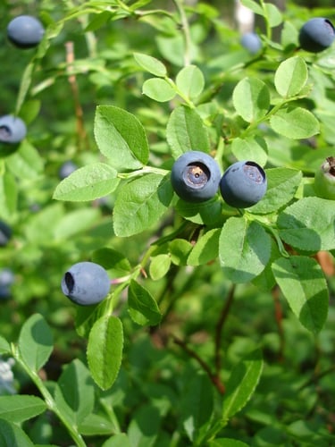 Whortleberry