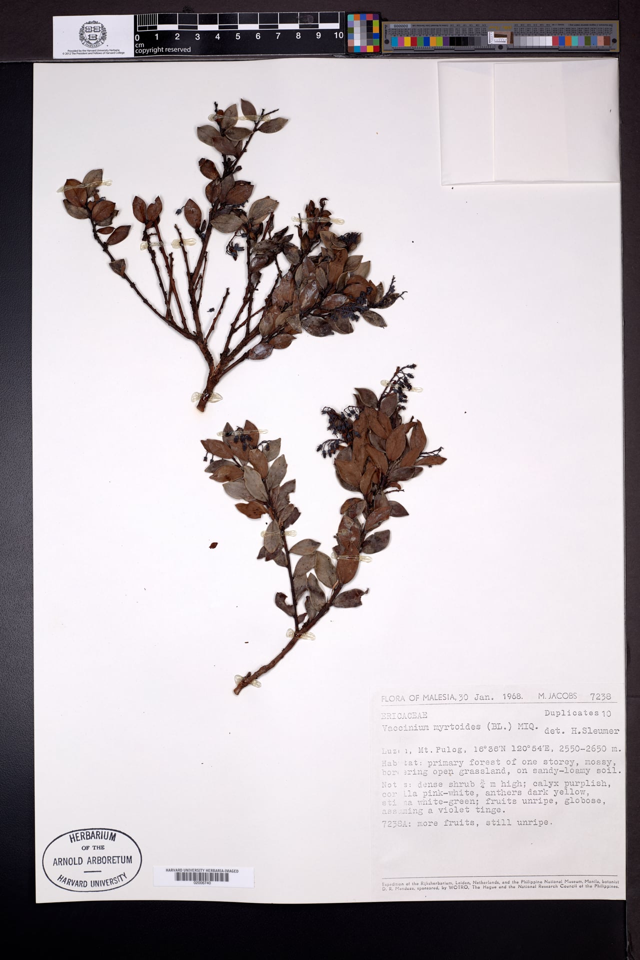 Vaccinium myrtoides (Gatmo) — photo