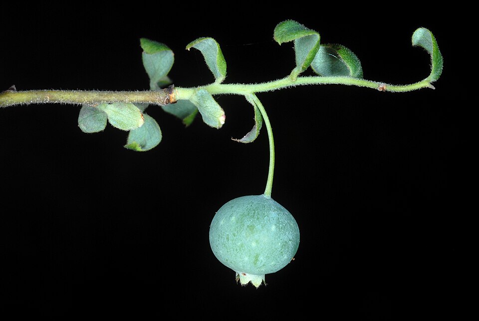 Vaccinium neglectum (Deerberry) — photo