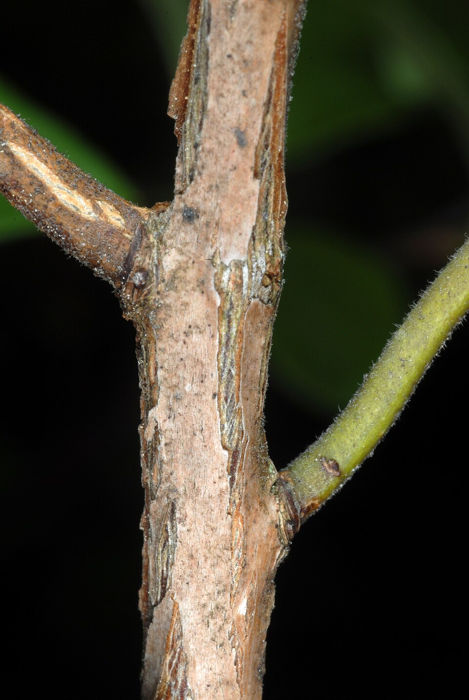 Vaccinium neglectum