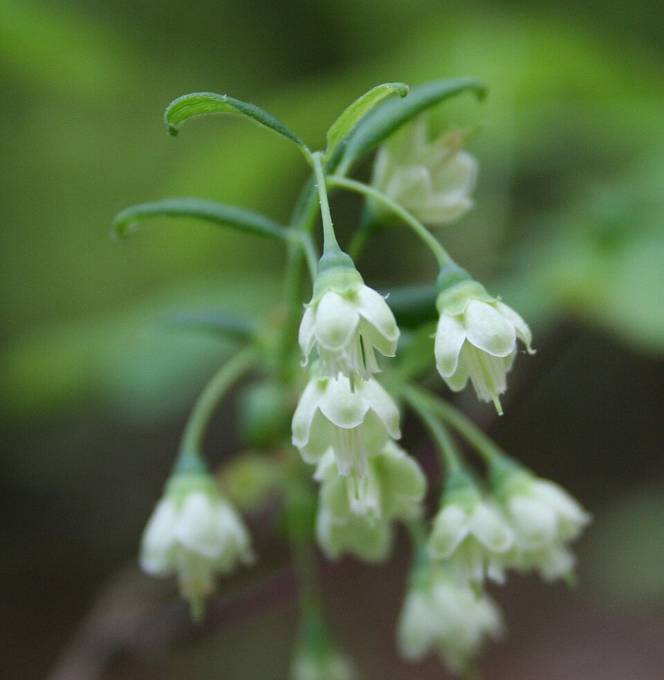 Vaccinium neglectum (Deerberry) — photo