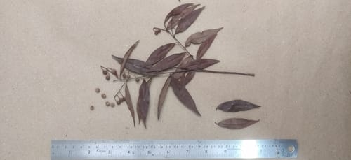 Vaccinium neilgherrense (Kalavu) — photo