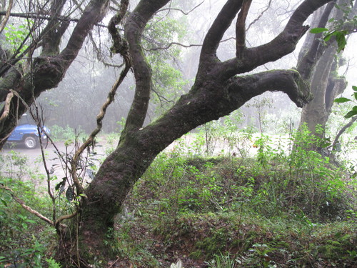 Vaccinium neilgherrense