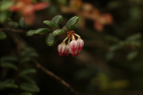 Vaccinium nummularia — photo