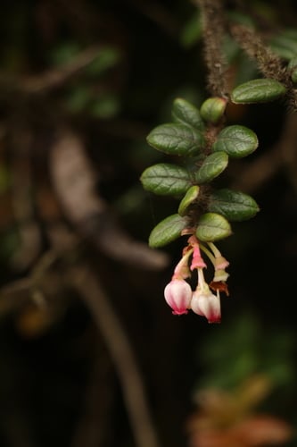 Vaccinium nummularia — photo