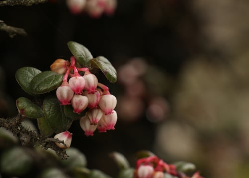 Vaccinium nummularia