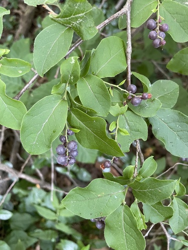 Vaccinium oldhamii (Chinggumnamu) — photo