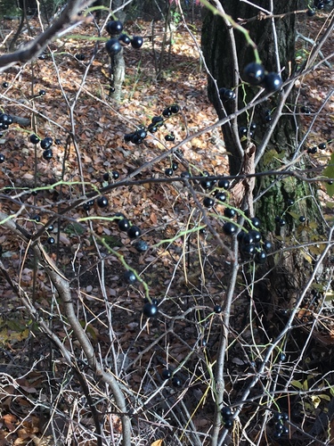 Vaccinium oldhamii (Chinggumnamu) — photo