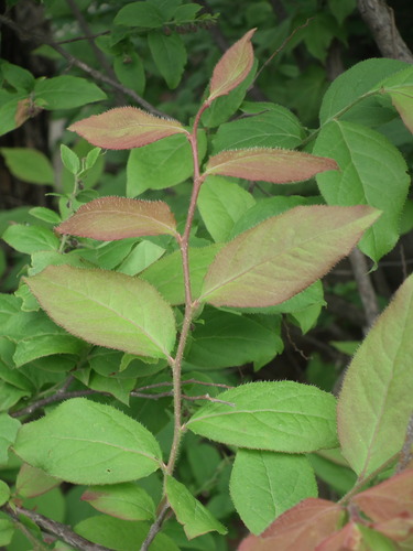 Vaccinium oldhamii