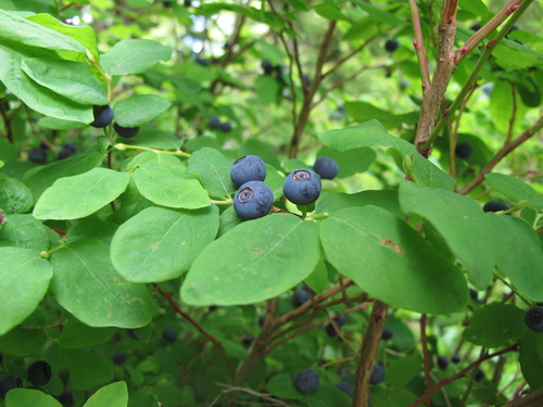 Vaccinium ovalifolium (Black huckleberry) — photo