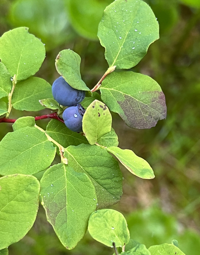 Vaccinium ovalifolium (Black huckleberry) — photo