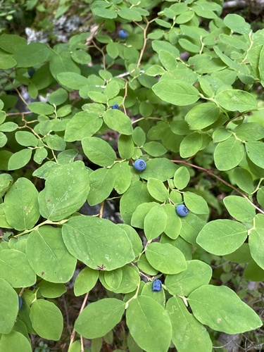 Vaccinium ovalifolium