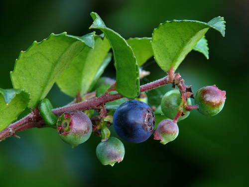 Vaccinium ovatum (Evergreen huckleberry) — photo
