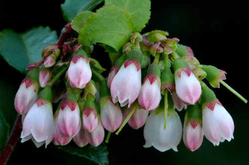 Vaccinium ovatum (Evergreen huckleberry) — photo