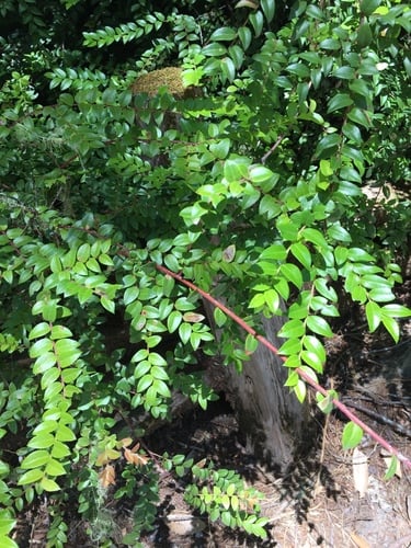 Vaccinium ovatum