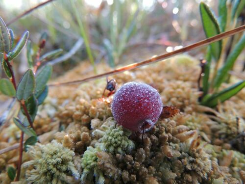Vaccinium oxycoccus (Small Cranberry) — photo
