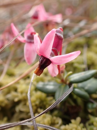 Vaccinium oxycoccus (Small Cranberry) — photo