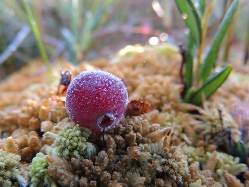 Vaccinium oxycoccus