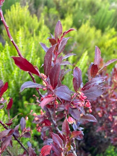 Vaccinium padifolium (Madeiran whortleberry) — photo