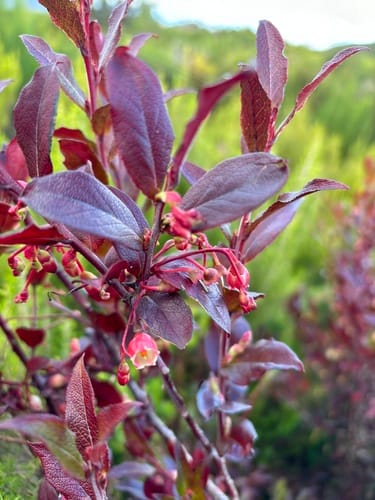 Vaccinium padifolium (Madeiran whortleberry) — photo