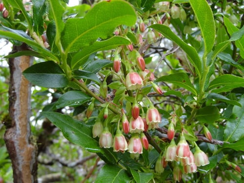 Vaccinium padifolium