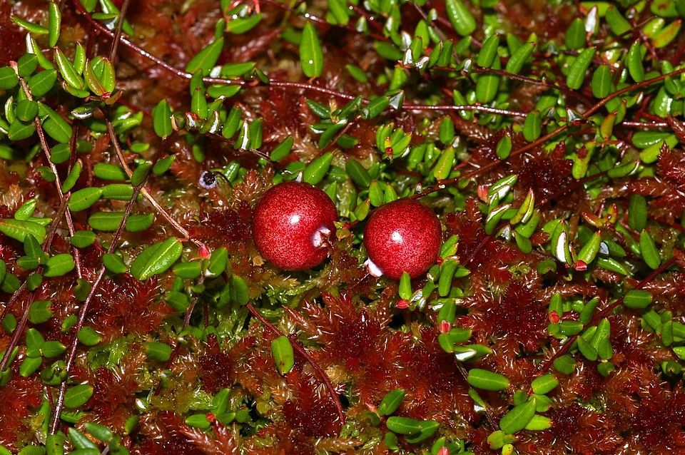 Vaccinium palustre