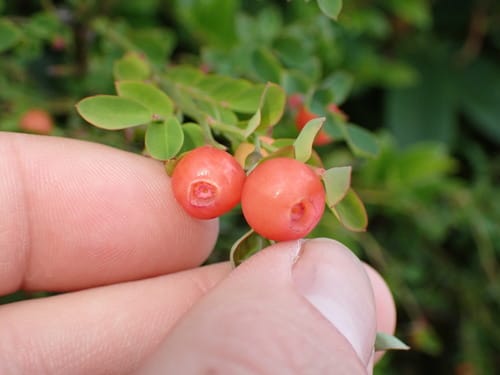 Vaccinium parvifolium (Red huckleberry) — photo