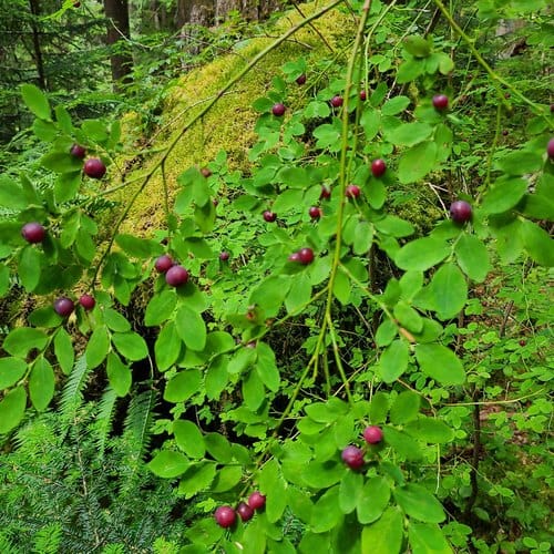 Vaccinium parvifolium (Red huckleberry) — photo