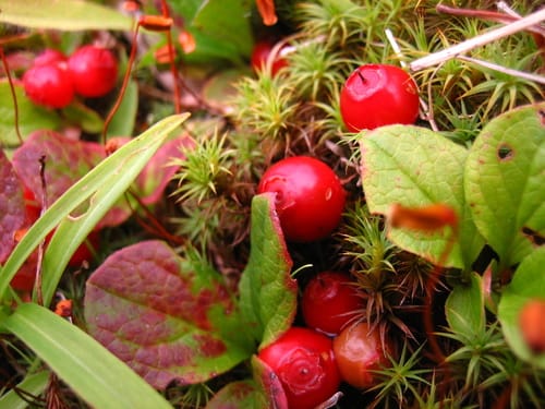 Vaccinium praestans (Kamchatka bilberry) — photo
