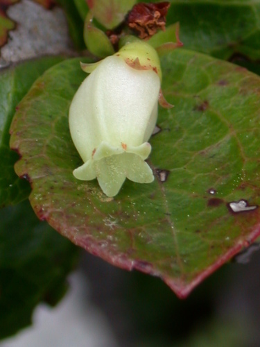 Vaccinium rapae