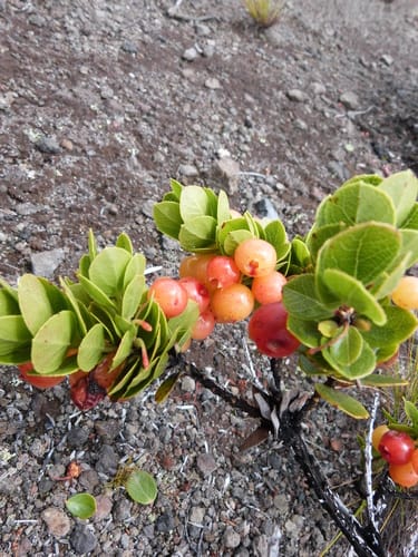 Vaccinium reticulatum (Oheloberries) — photo