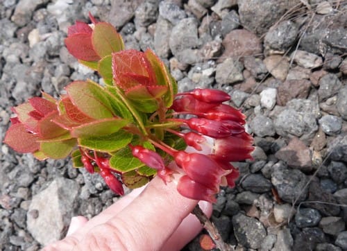 Vaccinium reticulatum (Oheloberries) — photo