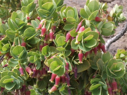 Vaccinium reticulatum