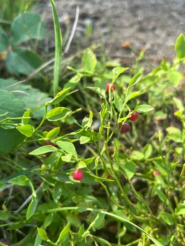Vaccinium scoparium (Grouseberry) — photo