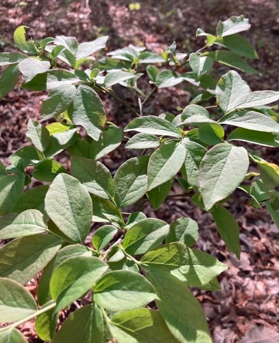 Vaccinium simulatum (Upland Highbush Blueberry) — photo