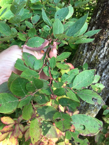 Vaccinium simulatum