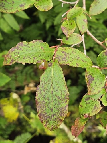 Vaccinium smallii (Sakhlain bilberry) — photo