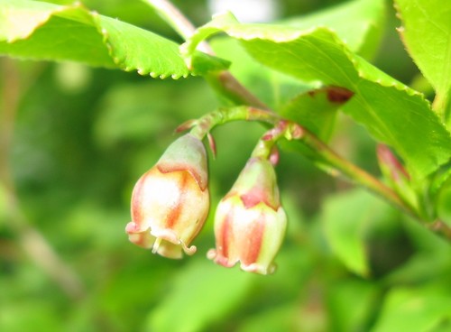 Vaccinium smallii