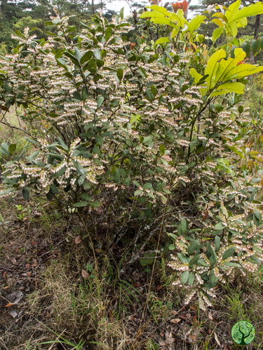 Vaccinium sprengelii