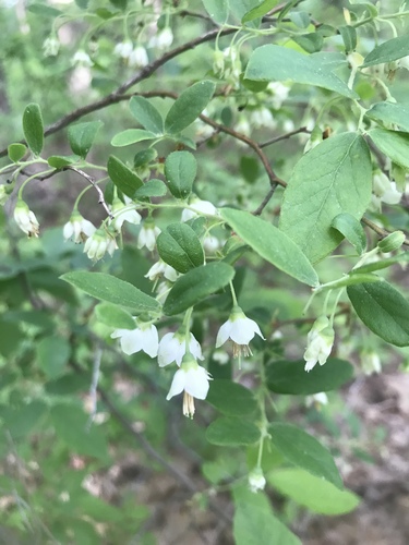 Vaccinium stamineum (Buckberry) — photo