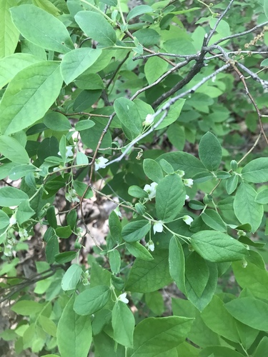 Vaccinium stamineum (Buckberry) — photo