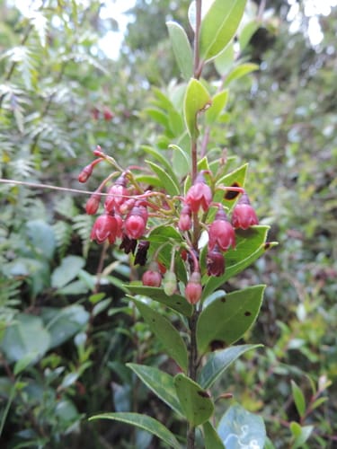 Vaccinium stanleyi (Blueberry) — photo
